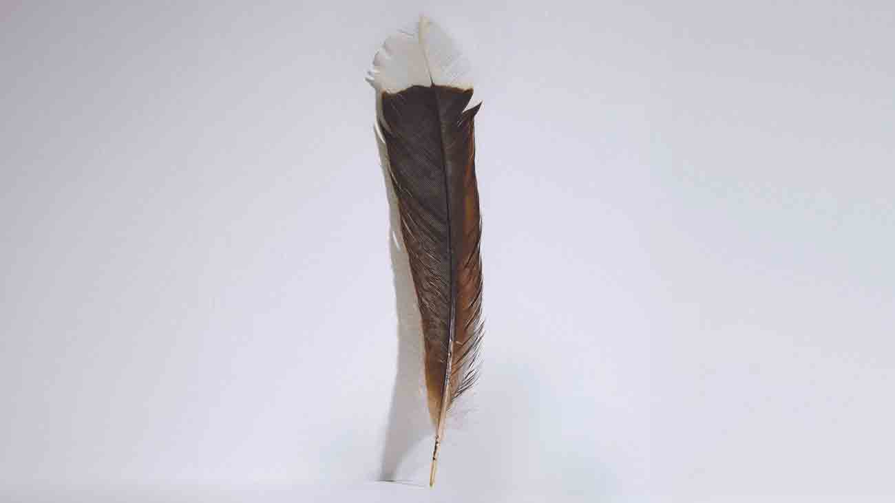  نایاب پرندے کا پرہزاروں ڈالر میں نیلام، اتنا مہنگا ہونے کی کیا وجہ ہے؟